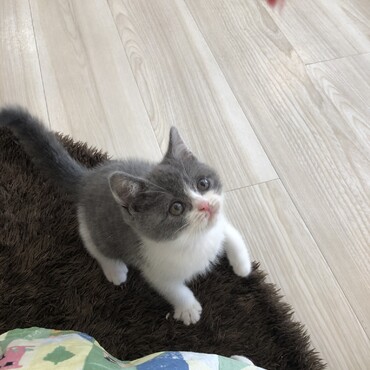 猫カフェ時代、2020年9月撮影。最初の印象は「ヨチヨチ歩きの毛玉」でした。