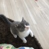 猫カフェ時代、2020年9月撮影。最初の印象は「ヨチヨチ歩きの毛玉」でした。