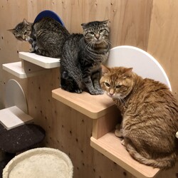 保護犬猫の譲渡会 in せとうちドッグパーク