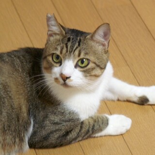 奄美大島出身　ビビリだけど大らかな性格のトナ君