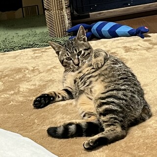 人慣れ訓練中！姉妹3匹里親様募集中です