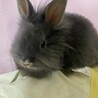 師走っこ　２世　はぐちゃん サムネイル2