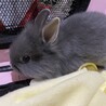 師走っこ　２世　はぐちゃん サムネイル3