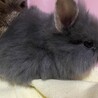 師走っこ　２世　はぐちゃん サムネイル4