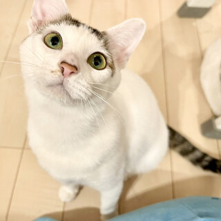 もちもち大福、ミルキーウェイちゃん