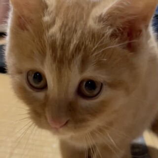活発な茶トラ子猫ちゃん⭐︎