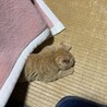 活発な茶トラ子猫ちゃん⭐︎ サムネイル2