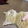 活発な茶トラ子猫ちゃん⭐︎ サムネイル3