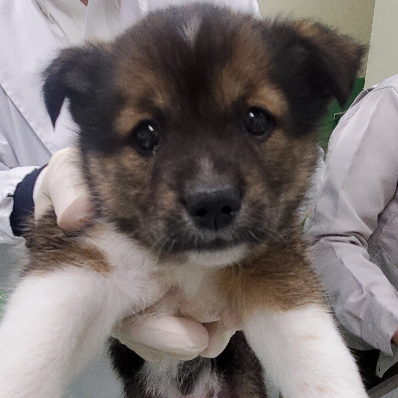 8匹わんこの大家族様 1239238.jpg