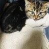 とても元気な子猫です！　23年3月17日保護 サムネイル2