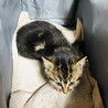 とても元気な子猫です！　23年3月17日保護 サムネイル3