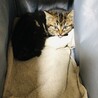 とても元気な子猫です！　23年3月17日保護 サムネイル4