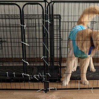 至急ゴールデン・レトリバーの里親募集