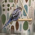 綺麗な柄のインコ
