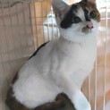 綺麗で穏やかな白三毛にゃんです=^_^=