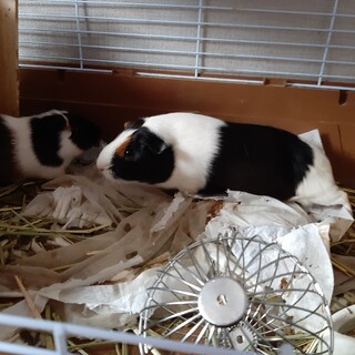 至急モルモットメス2匹里親募集