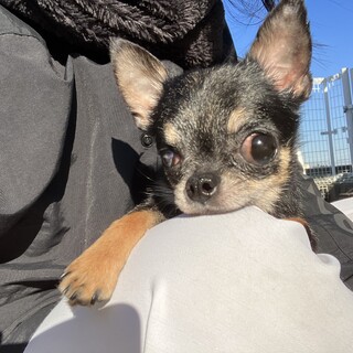 トゲピーちゃん　推定2歳