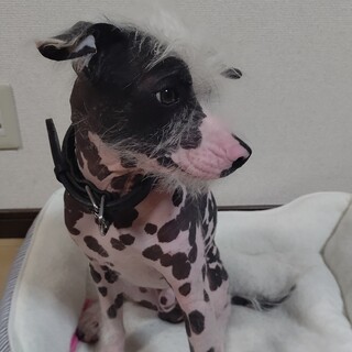 人懐っこい若い男の子です！