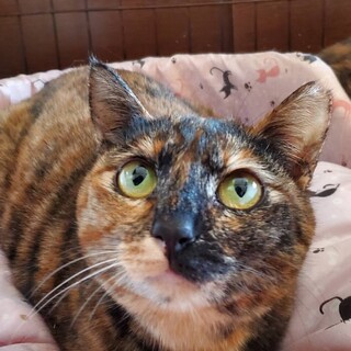 すり寄って甘える　もなかちゃん