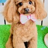 なおちゃま