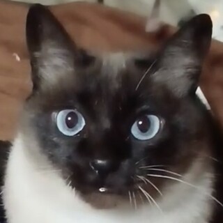 緊急募集❗️シャムMIXの可愛いマリンちゃん❣️