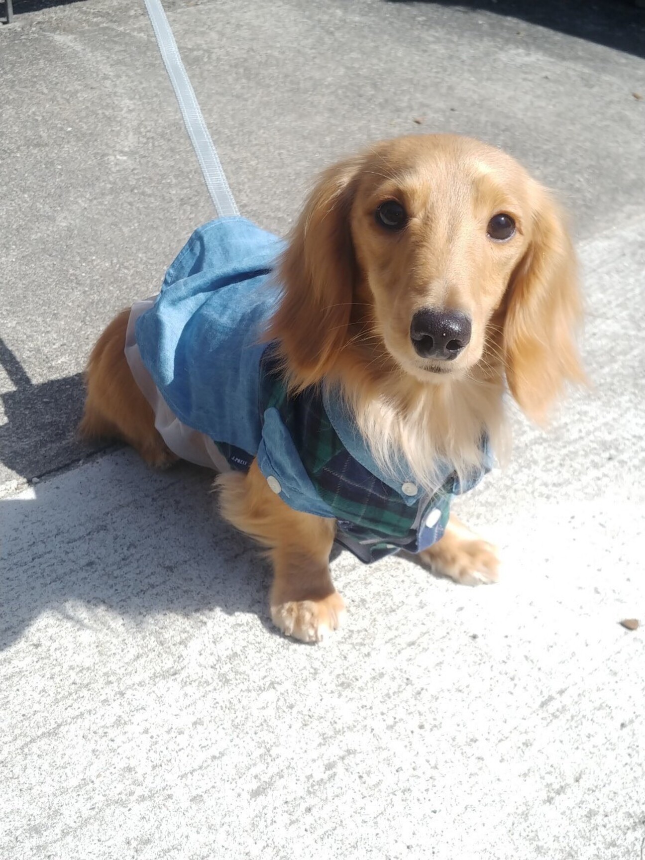 ミニチュアダックス1歳半」大阪府 - 犬の里親募集(450942