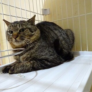 【急募】21日リリース予定のキジトラの男の子