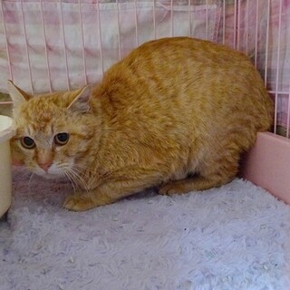 【急募】21日リリース予定の茶トラの男の子