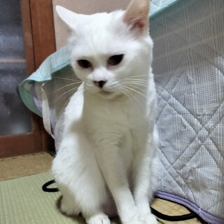 美白猫、あいりちゃん♪