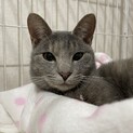 キレイなパステルさび猫☆推定1歳の女の子