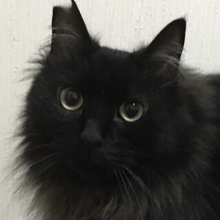 「サイベリアン風」黒猫☆とっても優しいジジ君❣️