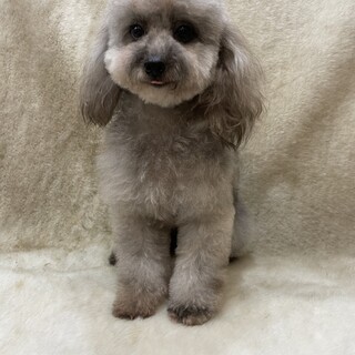 他犬舎の女の子の里親様あ募集