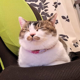 【4/23⭐️堺東にて譲渡会】参加猫ぽんちゃん