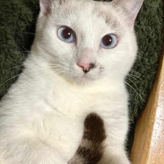 【4/23⭐️堺東にて譲渡会】参加猫カオルくん