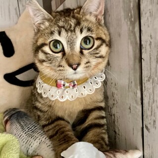 【3/26⭐️堺東にて譲渡会】参加猫シンジくん