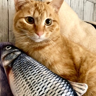 【3/26⭐️堺東にて譲渡会】参加猫トウジくん