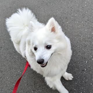 7キロの可愛い日本スピッツです。