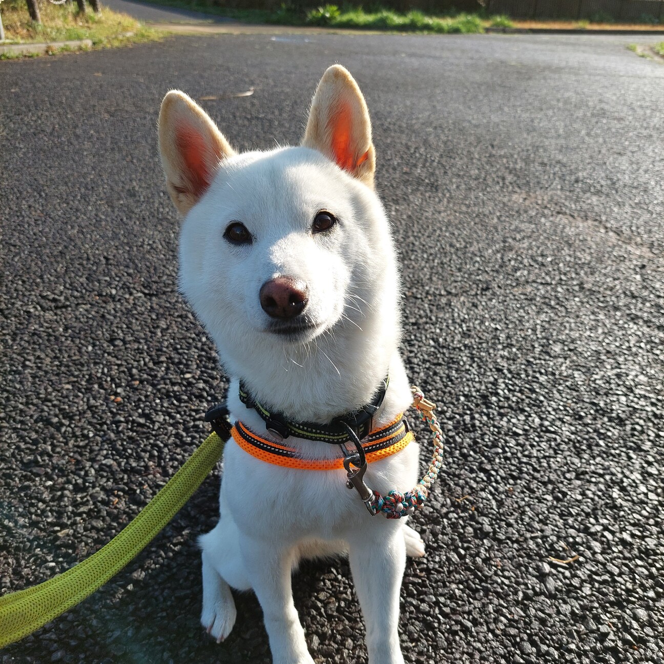 白柴のユキちゃん4歳」東京都 - 犬の里親募集(450857) :: ペット