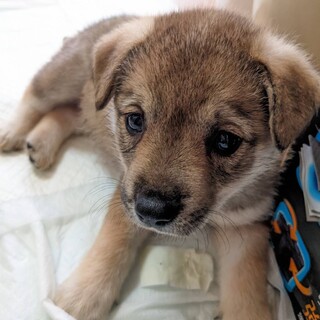 コロコロ可愛い女の子