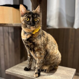 【3/26⭐️堺東にて譲渡会】参加猫ふうちゃん