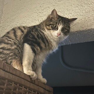 ノルーウェージャンのような長毛のショウ君