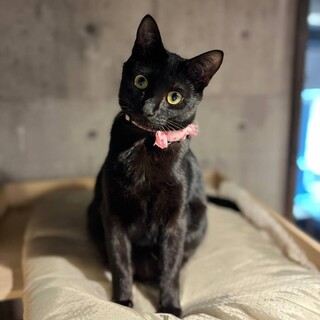 【3/26⭐️堺東にて譲渡会】参加猫ごまくん