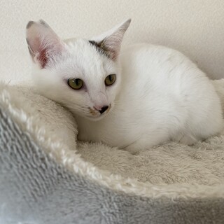 【3/26⭐️堺東にて譲渡会】参加猫ユユくん