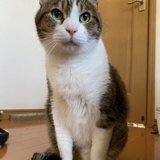 【3/26⭐️堺東にて譲渡会】参加猫なたねくん