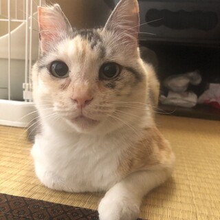 超甘えっ子なパステル三毛ちゃん★人馴れバッチリ！