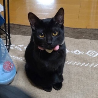 黒猫兄妹かすみちゃん