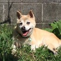 春来くん