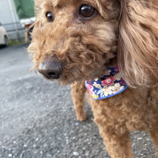 里親募集　ココ　♀ 7歳