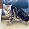 アメリカンショートヘア(血統書付) サムネイル4