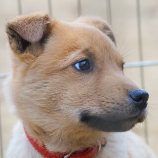 おっとりさんな【ほたてくん】